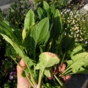 last spinach