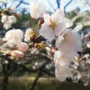 ひげの男たちが始動するらしい