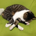 ネコちゃんず915日目