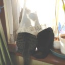 ネコちゃんず916日目