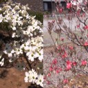 我が家の春の花！