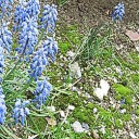 我が家の春の花！