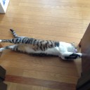 ネコちゃんず917日目