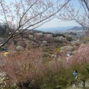 花開く福島