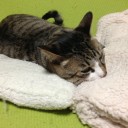 ネコちゃんず918日目