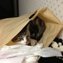 ネコちゃんず919日目