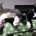 ネコちゃんず923日目