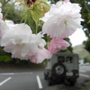 もてぎ・うさぎ・お疲れ様、私　“古い野菜の処分市絶賛開催中♪”　の巻