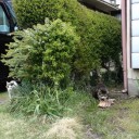 働く自動車・野良猫、そしてう丸亀製麺　“さらばうさぎ”　の巻