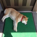 かぶ