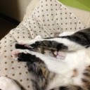 ネコちゃんず924日目