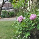今年は花咲いた