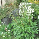 今年は花咲いた