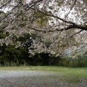 再び、大野山へ。
