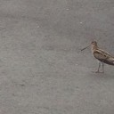 近所でシギに会う