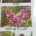 ラセーヌの星。（違っ