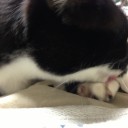 ネコちゃんず928日目