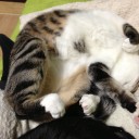ネコちゃんず929日目