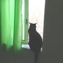 ネコちゃんず930日目
