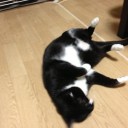 ネコちゃんず931日目