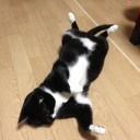 ネコちゃんず931日目