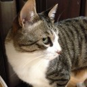 ネコちゃんず931日目