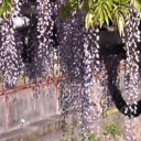３年ぶりの 曼茶羅寺＆清流亭の藤
