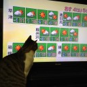 ネコちゃんず934日目