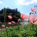 ソラ吉不在３日目　“とことこと”　の巻