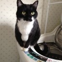 ネコちゃんず937日目