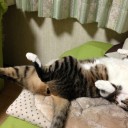 ネコちゃんず938日目