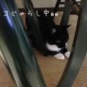 ネコちゃんず939日目