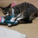 ネコちゃんず944日目