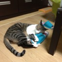 ネコちゃんず944日目