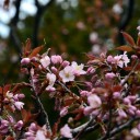 開花