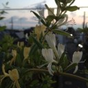金銀花