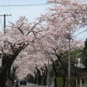 北国の遅い春が満開になった