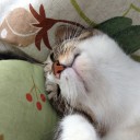 ネコちゃんず946日目