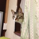 ネコちゃんず948日目