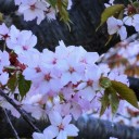 散歩写真