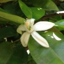 柑橘の花、ちょっと寂しいベランダ。