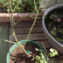 柑橘の花、ちょっと寂しいベランダ。