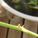 柑橘の花、ちょっと寂しいベランダ。