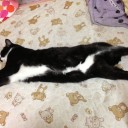 ネコちゃんず949日目