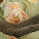 F5連打しても変わらぬ状況　“それでも猫は長く伸びる”　の巻