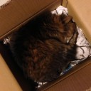最近の猫。