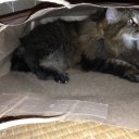 最近の猫。