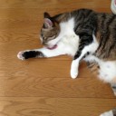 ネコちゃんず952日目