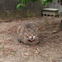 ネコちゃんず952日目番外編