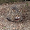 ネコちゃんず952日目番外編